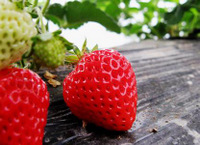 00 StrawBerry-001