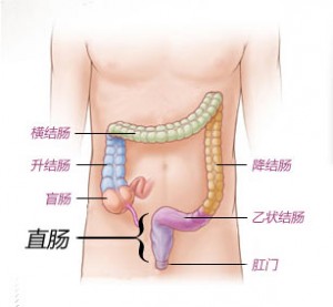 01 大肠