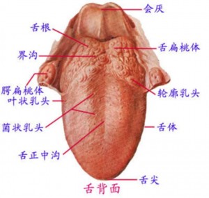 01 舌头