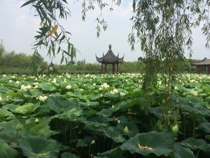03 荷花池-005