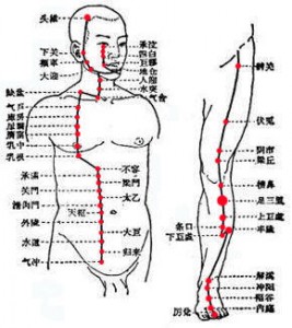 01 足阳明胃经