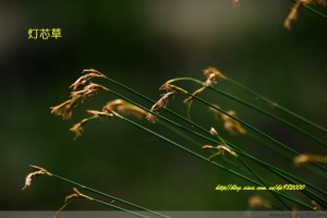 00 灯芯草