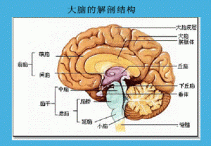 01 大脑的结构