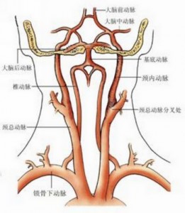 02 脑动脉血管