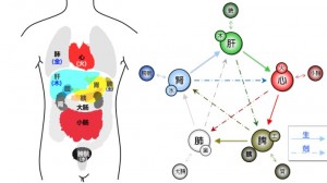 03 五行人体