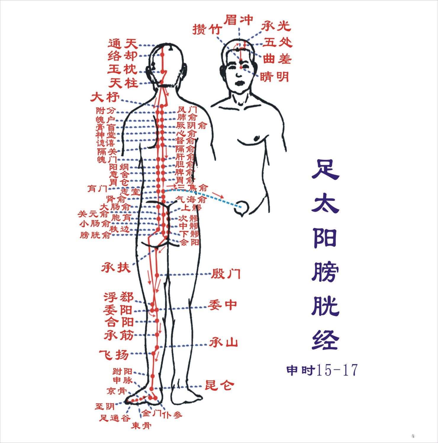 認識膀胱：位置、構造、功能、保養照顧 - Hello 醫師